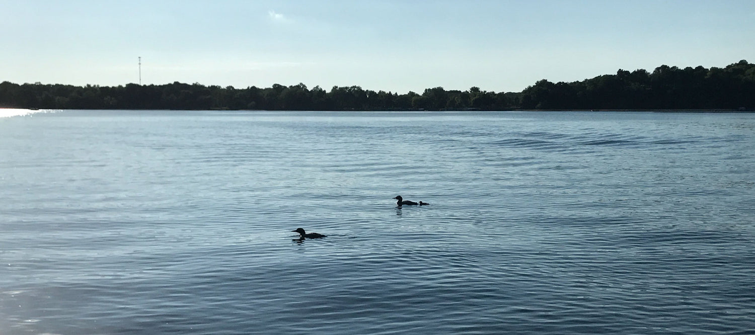 Why Is the Common Loon Minnesota's State Bird? Fun Facts, History & How to Do the Loon Call